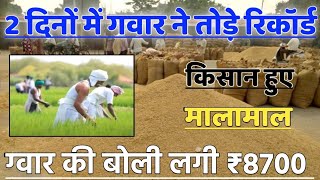 ग्वार का ताजा भाव 12 मार्च 2024 आज ग्वार में कितनी आई तेजी देखें भाव gwar ka bhav guar seed price [upl. by Elatsyrc]