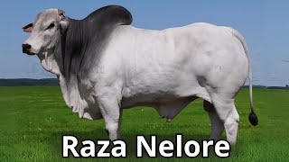 Raza Bovina Nelore Una raza para carne campeona en rusticidad [upl. by Fondea432]