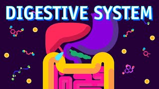 How our Digestive System Works [upl. by Anivad393]