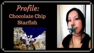 Profile Chocolate Chip Starfish Care [upl. by Burnsed30]