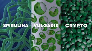 Which is right for you   A Guide to Spirulina Chlorella and Crypto PPARs [upl. by Ylen732]