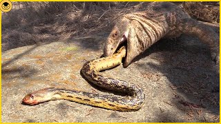 15 Moments When Snakes Messed with the Wrong Opponents [upl. by Nairde]