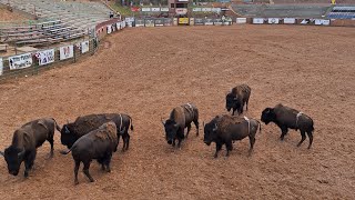 Buffalo Riding 102nd Annual Gallup InterTribal Ceremonial Rodeo Sunday Performance [upl. by Relyt357]