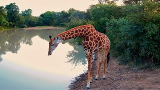 A Giraffe and Spotted Hyenas Curious About the Camera [upl. by Efram]