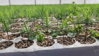 Eastern White Pine Pinus strobus propagation as seedlings emerge mid April Tree Time Greenhouses [upl. by Korwun709]