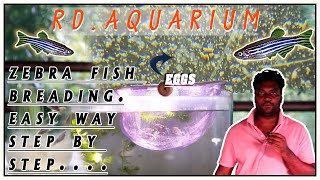 Zebra Fish Breeding Complete Breeding Guide [upl. by Vaclava]