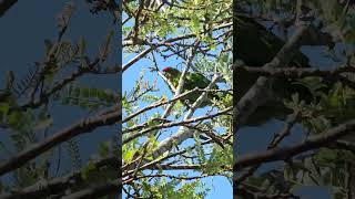 Redcrowned parakeet seeking food parrot parakeets birds NZendemic wildlife NewZealandBirds [upl. by Nyrret]