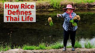 Rice The Staple That Defines Thai Culture and Cuisine [upl. by Tecla]