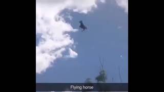 flying horse meme [upl. by Enybor]