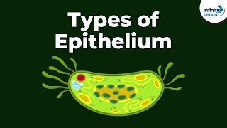 Types of Epithelial Tissue  Animal Tissues  Infinity Learn [upl. by Kane977]