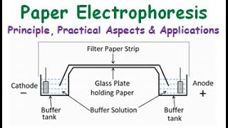 Paper Electrophoresis  Principle Practical Aspects Advantages Disadvantages and Applications [upl. by Euqinwahs]