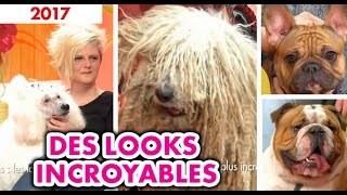 Cest mon choix  Chiens  les looks les plus incroyables  S2 [upl. by Ybok]