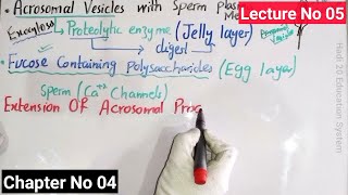 Acrosomal Reaction In Sea Urchin In Urdu Hindi  Developmental Biology  BS Zoology  MSc  Lec 05 [upl. by Per]