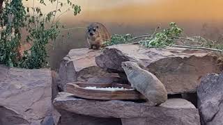 Yellowspotted hyrax and Rock hyraxes in mixed exhibit [upl. by Jepum368]