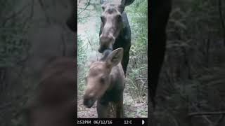 Moose calf moose photography wildlife nature trailcam outdoors [upl. by Karrie]