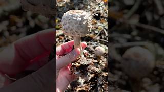 Chlorophyllumrhacodes Shaggyparasol chlorophyllum foraginguk wildmushrooms wildmushrooms [upl. by Drape]