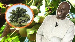 Ndiariniou Garabou Karité  Vitellaria paradoxa  Pr Ousmane Ndiaye  SAMA XALAAT TV [upl. by Nadabus655]