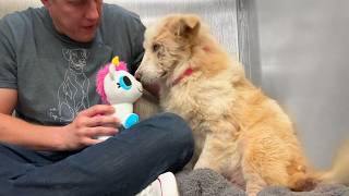 Watch this shelter dog react to her first toy 🥹 [upl. by Sheepshanks]