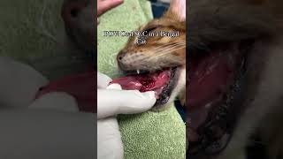 Oral Squamous Cell Carcinoma in a 14yo Bengal veterinaria avma abvma cvma vetmedlife [upl. by Davies]