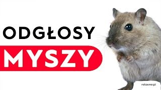 Odgłosy myszy [upl. by Asenej]