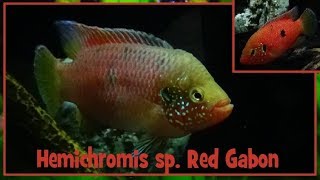 Hemichromis sp Red Gabon    Cichlidae  Hemichromis rouge  ParisFrance  022019 [upl. by Amliv]