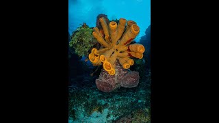 Best of Diving Cozumel Mexico [upl. by Ahsilla]