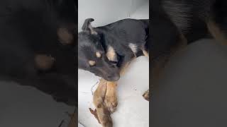 German Shepherd Puppys Life Hangs In The Balance After Sustaining Horrific Head Injury [upl. by Steck891]