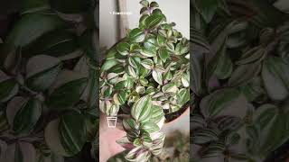 Традесканция флюминенсис Триколор Минима  Tradescantia fluminensis Tricolor Minima FlowersLand [upl. by Fletcher23]