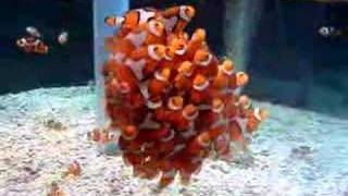 School of Clownfish Fish False Percula [upl. by Anirahc181]