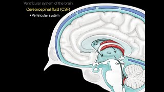 The ventricular system [upl. by Chlori50]