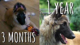 Watch my Puppy Grow into an Adult 3 months to 1 year  Belgian Shepherd Tervuren [upl. by Alleirbag960]