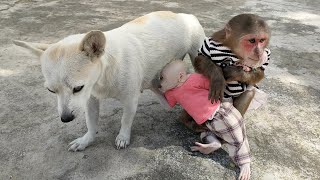 MiMi fell asleep Baby monkey Su was taken out to play by mother dog [upl. by Eelibuj]