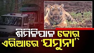 Tiger Population Rises Odishas Similipal Reserve Welcomes Maharashtra Tigress [upl. by Pisarik]