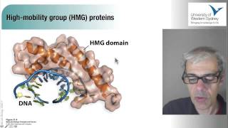 Gene Regulation in Eukaryotes [upl. by Morrell987]