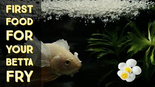 Betta fry First food for babies  Betta fish breeding [upl. by Corel]