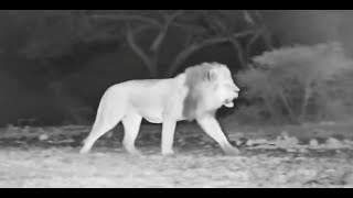 2 Male Lions Return After Chasing off sub Adult Female [upl. by Hamish223]