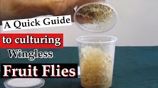 Culturing Wingless Fruit Flies Drosophila melanogaster as Live Food A Quick Guide [upl. by Ahkihs270]