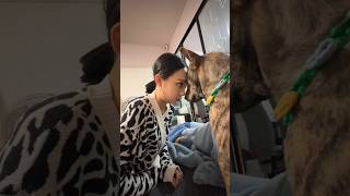 Must watch the dog 🐕 reaction 😂😂😂❤️🤣 shortvideo animals viralvideo dog [upl. by Yclek706]