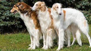 10 ELEGANT Facts About The Borzoi Dog Russian Wolfhound [upl. by Mosora91]