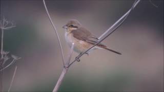 Isabelline Shrike Co Durham UK 2016 [upl. by Jed]