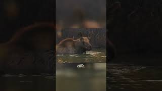 AMAZING Cow and Calf Moose encounter at 10 yards moose animals shorts [upl. by Nolham]