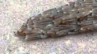 Fungus gnat larvae snake crossing the sidewalk [upl. by Jet319]