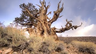 A walk along Discovery Trail at the Ancient Bristlecone Pine Forest Inyo National Forest [upl. by Lowndes]