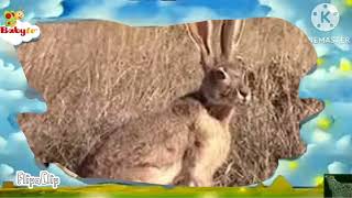 The amazing world baby tv jackrabbit [upl. by Retla]