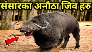 संसारका अनौठा जिव हरु  Most Amazing amp Unique Animals in the World  Strange Animals of the World [upl. by Youngman]