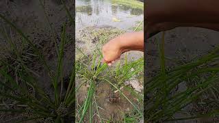 grass minivlog vlog village nature funny food flowers love [upl. by Celtic]