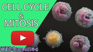 Cell Cycle and Mitosis [upl. by Ecnerrot]