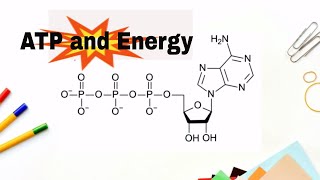 How do we get energy from ATP Adenosne Triphosphate [upl. by Maudie]