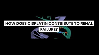 HOW DOES CISPLATIN CAUSE RENAL FAILURE [upl. by Chadabe]