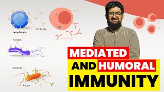 Cell Mediated and Humoral Immunity [upl. by Oidgime]